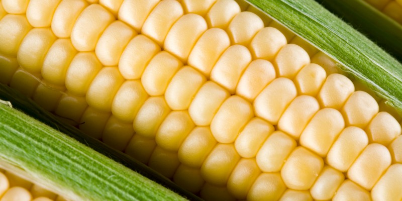 Corn on a white background